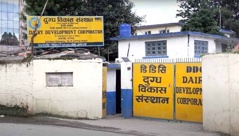 डीडीसीले नयाँ दूध संकलन नीति घोषणा, सहकारी र निजी फार्मलाई समयसीमा कायम गर्न आग्रह
