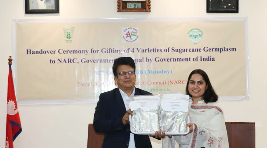 भारतबाट उखुका चार उन्नत जात नेपालमा, उत्पादकत्व र चिनीको मात्रा बढ्ने अपेक्षा